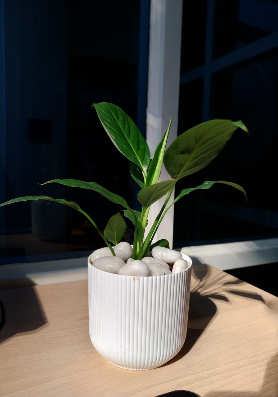 my desk plant my desk plant